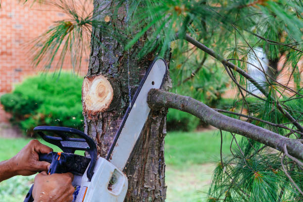 Tree Root Removal